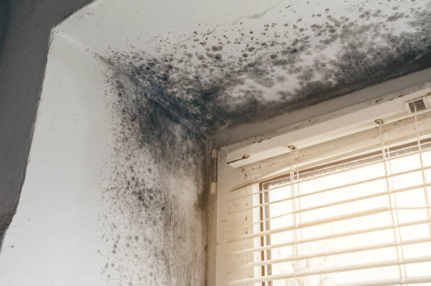 Affordable Mold Remediation solutions in Shrewsbury, NJ